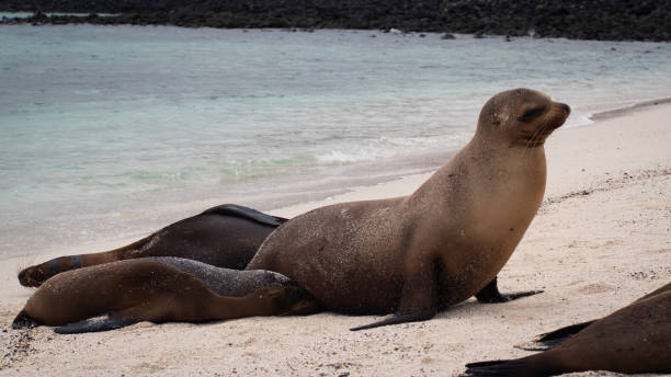 istock Mother Sea Lion Feeds her Pups on a Beach 1501179234