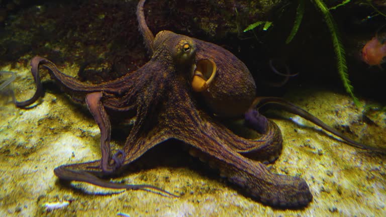 Close up of octopus