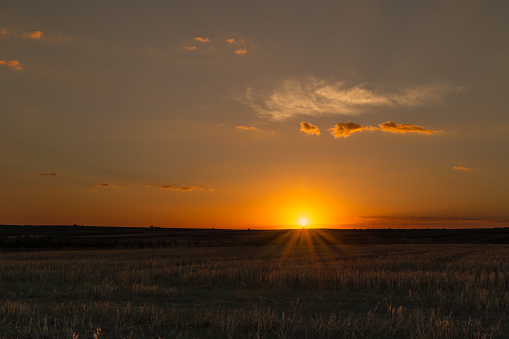Golden sunset in a field in Extremadura, Spain. The sun is touching the horizon. You can see sun's rays touching meadow.