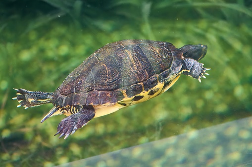 Red-eared slider turtle - Trachemys scripta elegans swimming in crystal clear water with background of aquatic plants.
