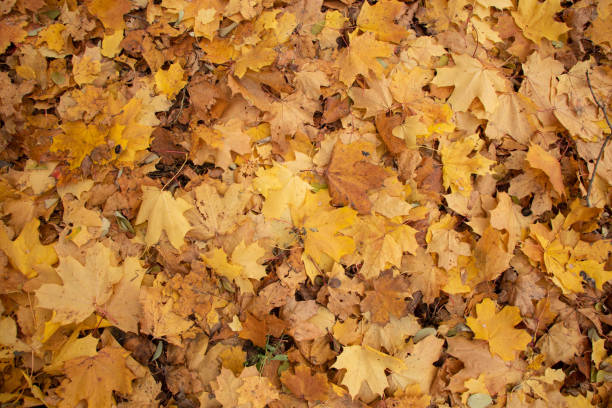 istock dry yellow autumn leaves on the ground in fall 1501184271