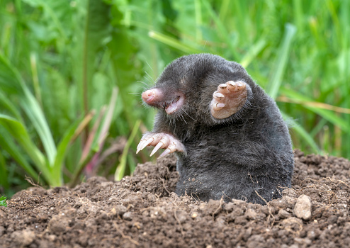 Extremely rare shot of a mole just digging out of its molehill. Macro Shot. Great Detail on its transparent teeth and strong claws.