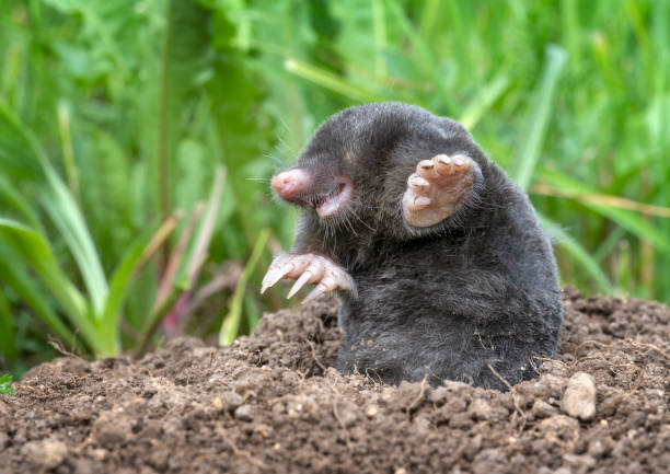 Maulwurf, Mole, Talpa Europaea in Wildlife crawling out of its molehill Extremely rare shot of a mole just digging out of its molehill. Macro Shot. Great Detail on its transparent teeth and strong claws. mole stock pictures, royalty-free photos & images