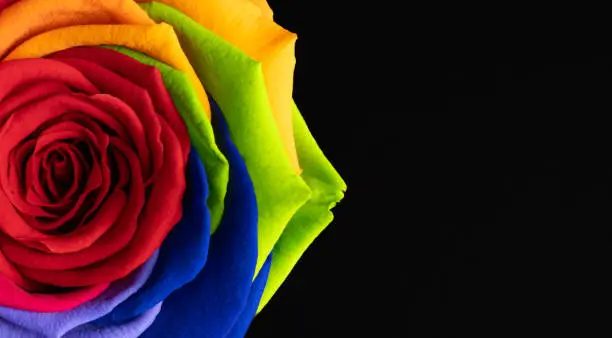 Photo of Rainbow rose flower on black background