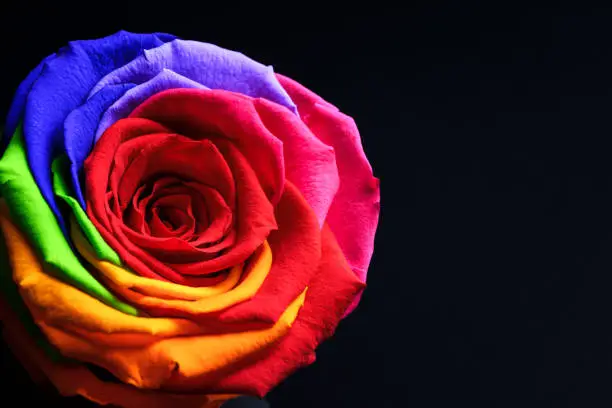 Photo of Rainbow rose flower on black background