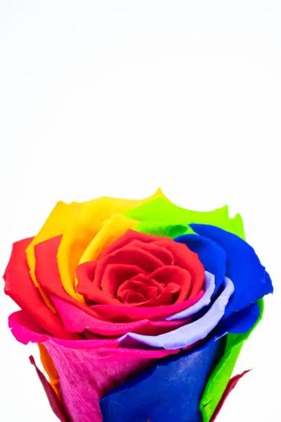 Photo of Rainbow rose flower on white background