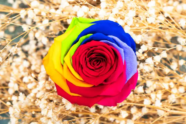 Photo of Rainbow rose flower on the gypsophila  background