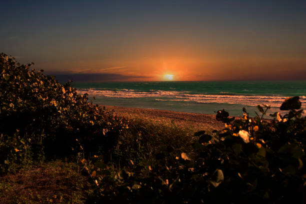 Sun Setting on Miamis South Beach, the golden hour, natural vegetation, and ocean.