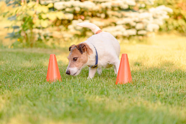 istock Dog training to follow scent trail in scentwork training school 1501186137