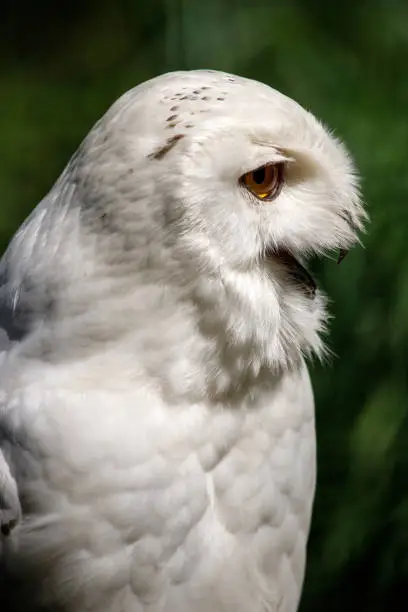 Profile portrait of male snow owl bird on the green background