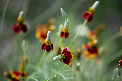 Dwarf Red Coneflower