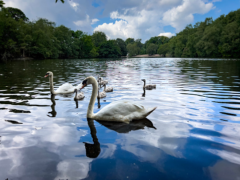 A photograph of swans and a young family of cygnets on a lake in Heaton Park, Manchester, England. The photograph was produced on a sunny day with bright blue skies.