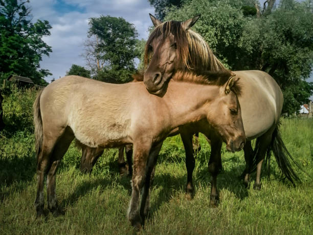 istock Brown mare with a young foal on a green meadow in Poland. 1501191371