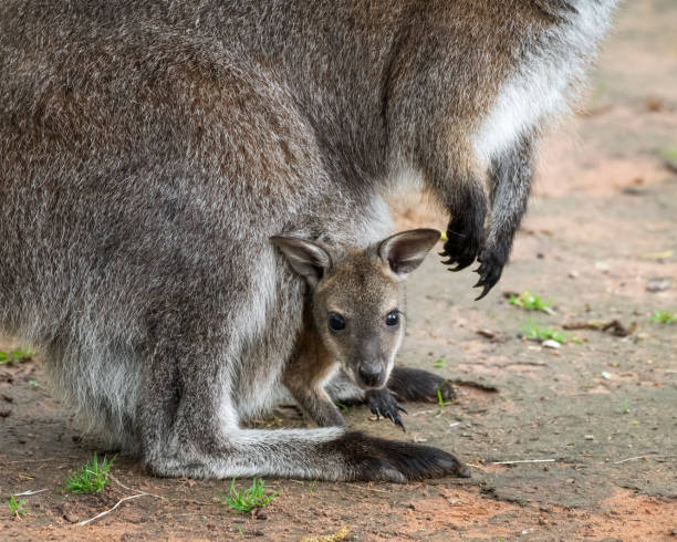 istock Bennetts Wallaby and Baby 1501191495