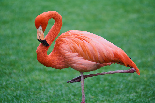 istock White and pink flamingo with a heart-shaped neck and a standing posture, one leg is closed and the other is stretched out. 1501191685