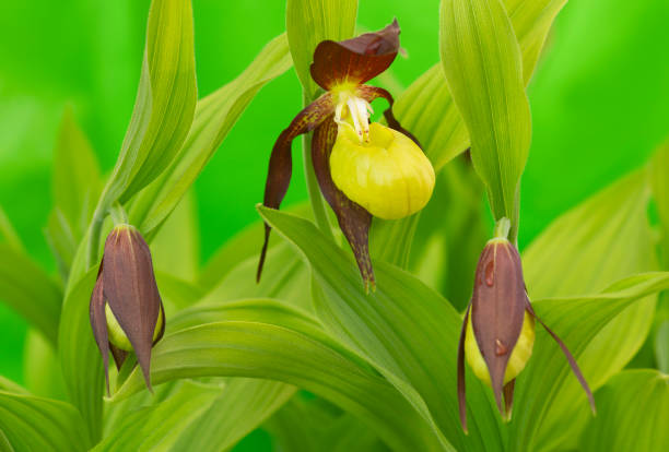 lady's-slipper orchid, cypripedium calceolus - ladyslipper imagens e fotografias de stock