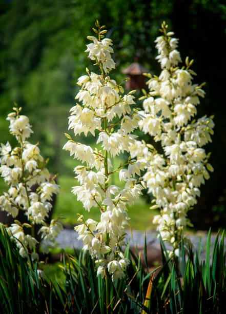istock Blooming Adams Needle Bush in North Carolina 1501192432
