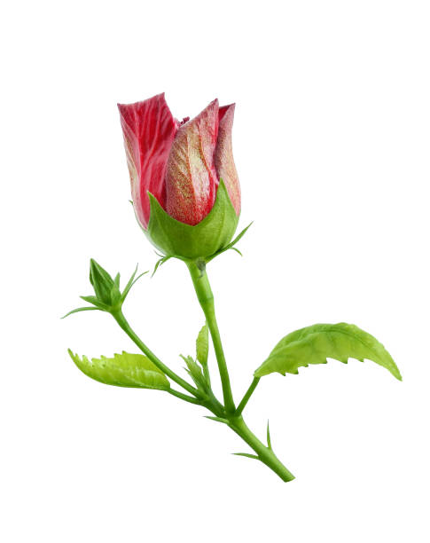 istock Hibiscus (China rose) unopened flower isolated on white 1501192504