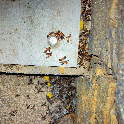 Dangerous wasps eliminated with insecticide at night, since they attacked several people in the street. The nest was sprayed with insecticide at night which was located in a street lamp.
