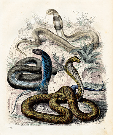 Venomous Snakes: Egyptian cobra, spectacled cobra - Very rare plate from 