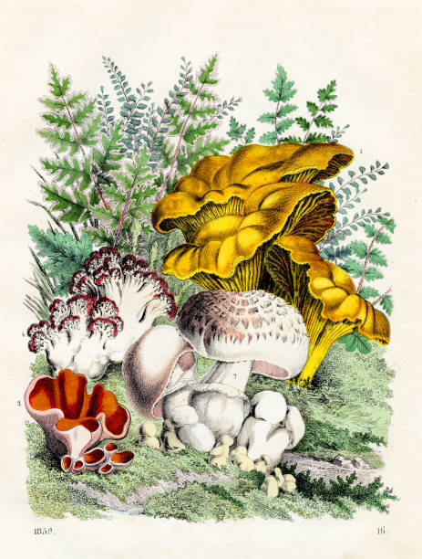 illustrazioni stock, clip art, cartoni animati e icone di tendenza di funghi tedeschi: finferli, funghi viola, funghi corallini - piatto molto raro da "libro del mondo" 1859 - coral fungus