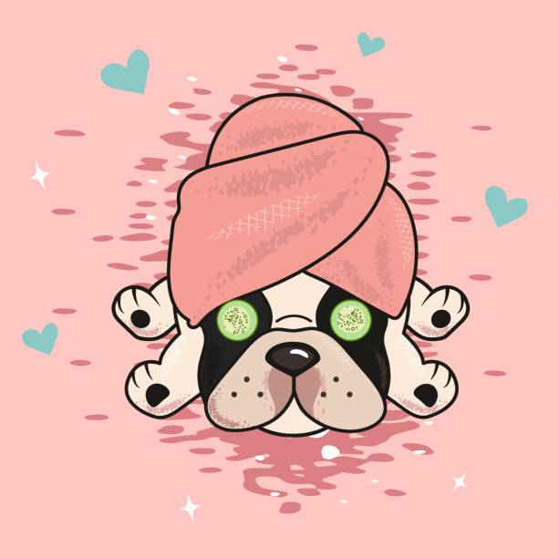 ilustraciones, imágenes clip art, dibujos animados e iconos de stock de feliz bulldog francés con una toalla en la cabeza. diseño vectorial de dibujos animados para un salón de aseo. - grooming dog pets brushing