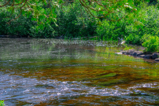 istock View of a large wild river 1501194587