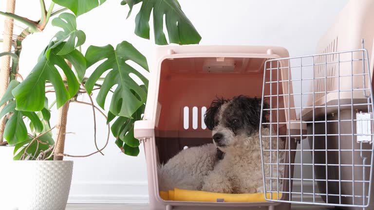 Cute bichon frise dog sleeping in travel pet carrier, white wall background