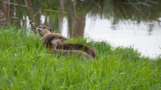 Pair of Smooth Coated Otters on a Grassy Riverbank