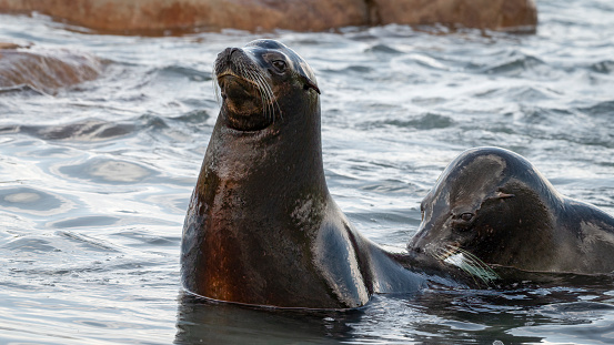 Californian Sea Lion Looking out From the Water