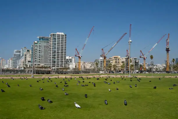Tel Aviv, Israel, skyline with many construction cranes, and a flock of pigeons on a lawn in the foreground.