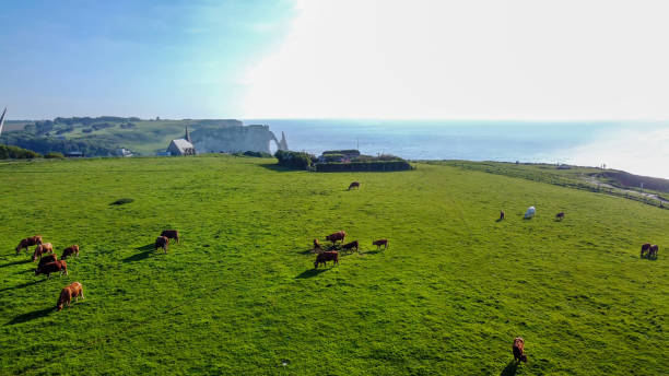 istock Idyllic view on cows  grazing on Normandian coast, eating fresh grass. 1501196995