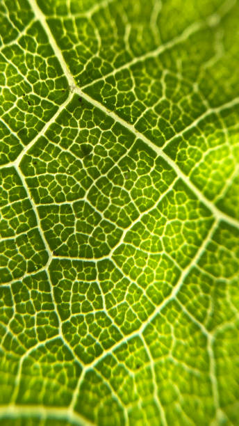 istock leaf green plant cose up, macro 1501198355