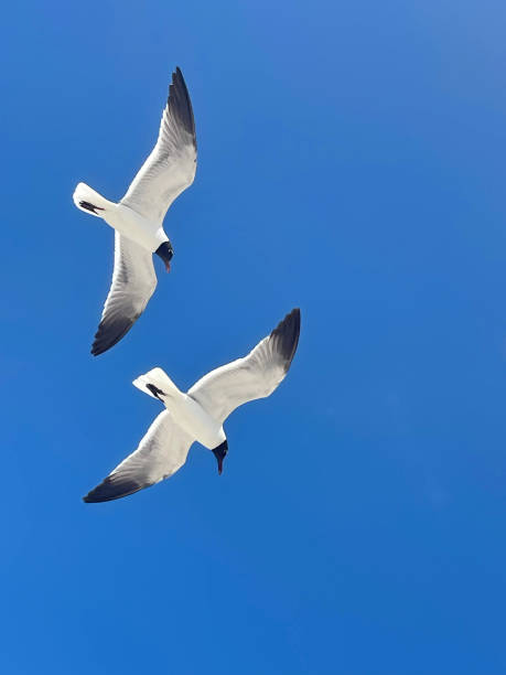 istock Two seagulls in flight against a blue sky 1501198754