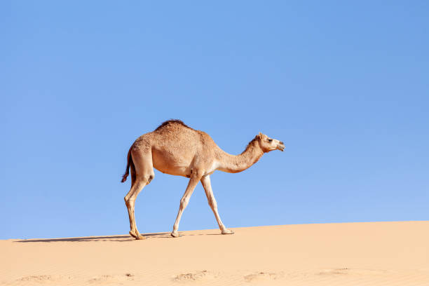 istock Middle eastern camel walking in a desert in UAE 1501198807