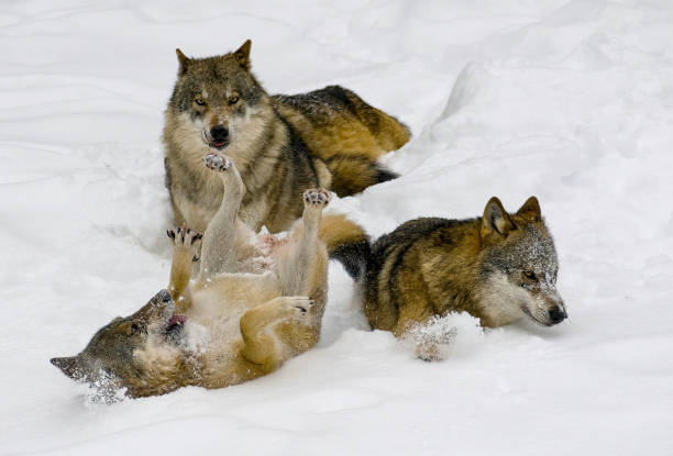 istock wolves pack playing  inside the snow at natural bayerischer wald - Germany 1501199092