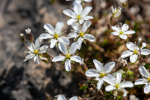 Close up of leadwort (minuartia verna) flowers in bloom
