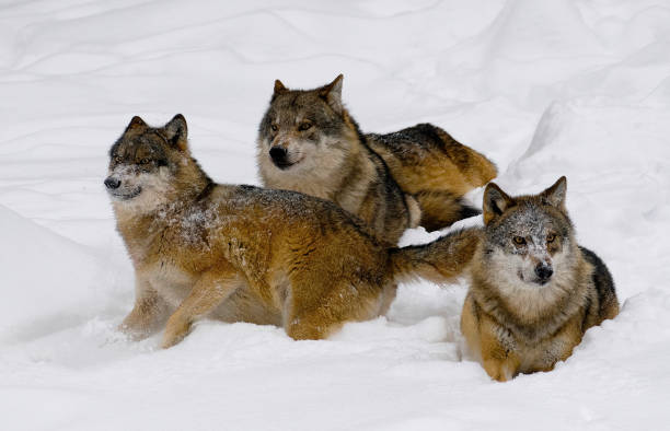 istock wolves pack inside the snow at natural bayerischer wald - Germany 1501199875