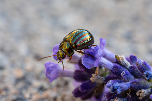 Chrysolina cerealis, the rainbow leaf beetle or Snowdon beetle is climbing on a lavender blossom.