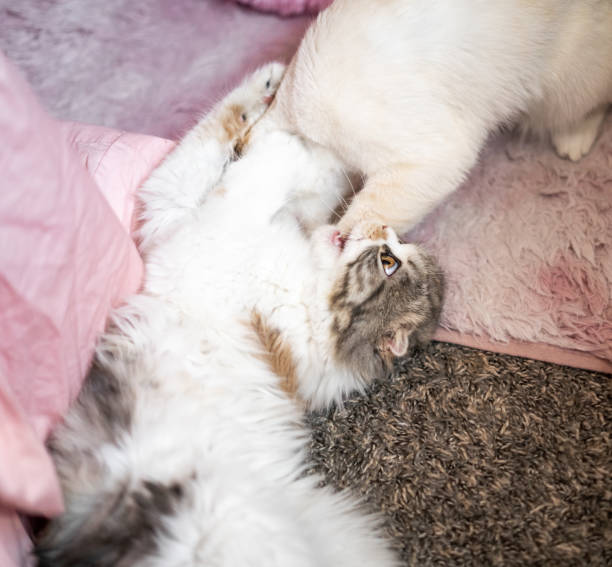 istock Scottish Fold Calico Cat Close Up Play Fighting Mouth Open Biting 1501200961
