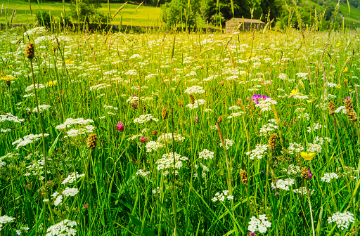 Summer time and the wild flower meadows in Swaledale are full of flowers of different colours.