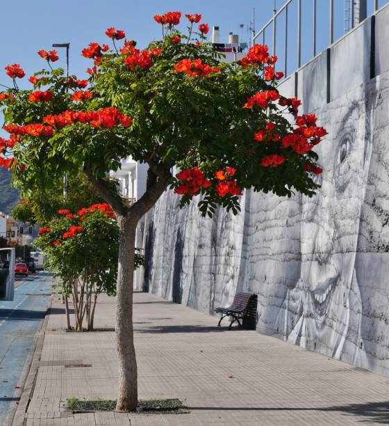 istock Orange tree in Los Llanos on La Palma 1501202954