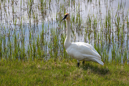 Trumpeter swan in pond in Yellowstone Ecosystem in western USA, North America. Nearest cities are Gardiner, Cooke City, Bozeman, Montana, Cody and Jackson Wyoming, Salt Lake City,Utah and Denver, Colorado.
