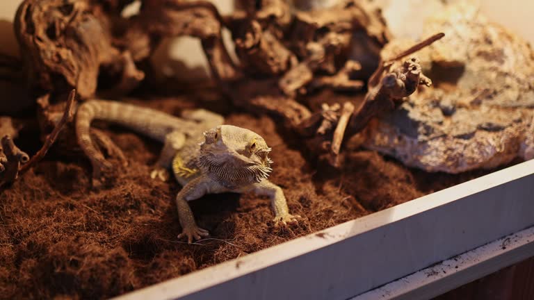 Lizard chilling in terrarium. Iguana lying and resting inside hot terrarium