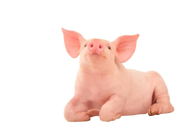istock Happy young pig isolated on white background. Funny animals emotions. 1501205267