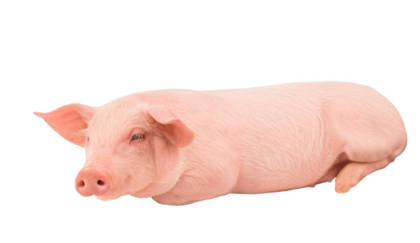 istock Happy young pig isolated on white background. Funny animals emotions. 1501205295