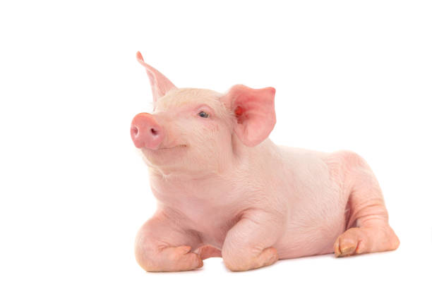 istock Happy young pig isolated on white background. Funny animals emotions. 1501205339