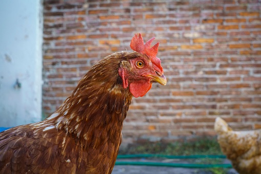 A domestic chicken against a brick wall background looking aside