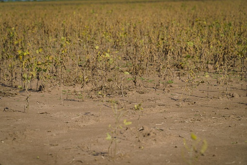 A view of a parched soybean field, barren and dry, depicting the effect of a record drought