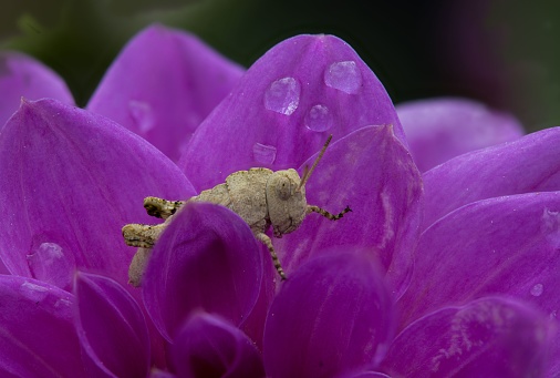 A macro shot of a brown grasshopper in a wet purple flower